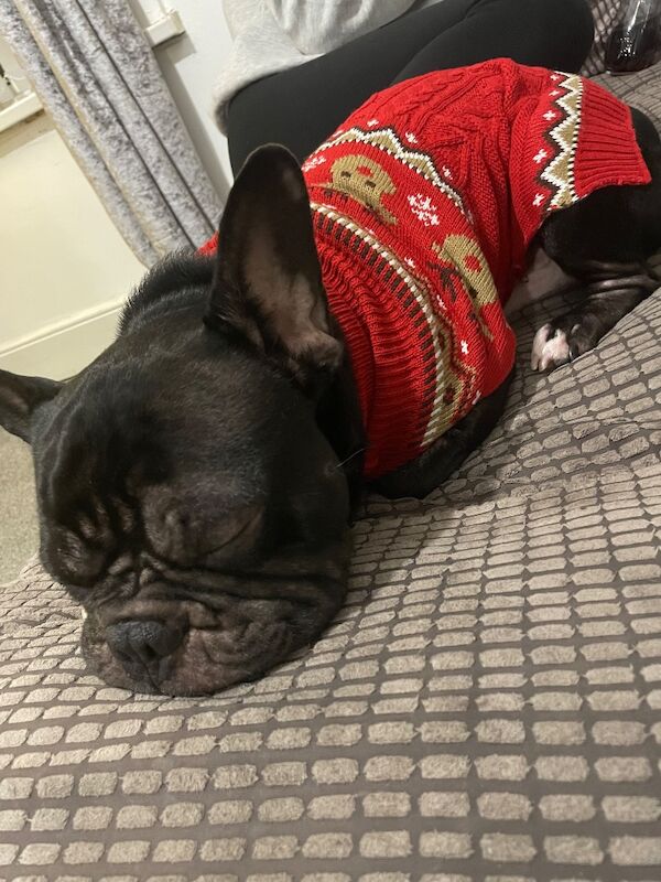 Frankie the frenchie - Image 2 of 3