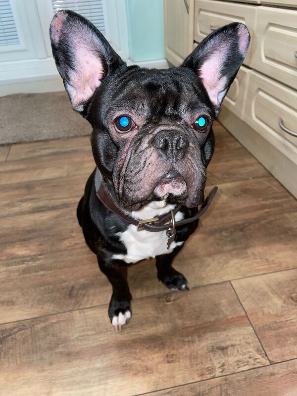 Frankie the frenchie - Image 3 of 3