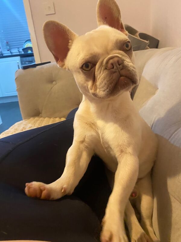 Franko the frenchy - Image 2 of 6