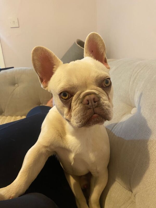 Franko the frenchy - Image 3 of 6