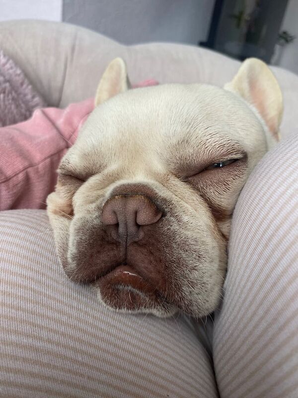 Franko the frenchy - Image 4 of 6