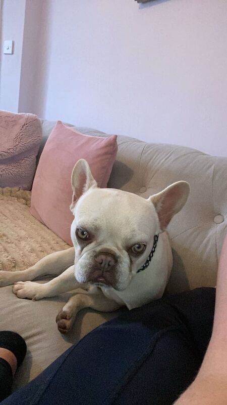 Franko the frenchy - Image 5 of 6