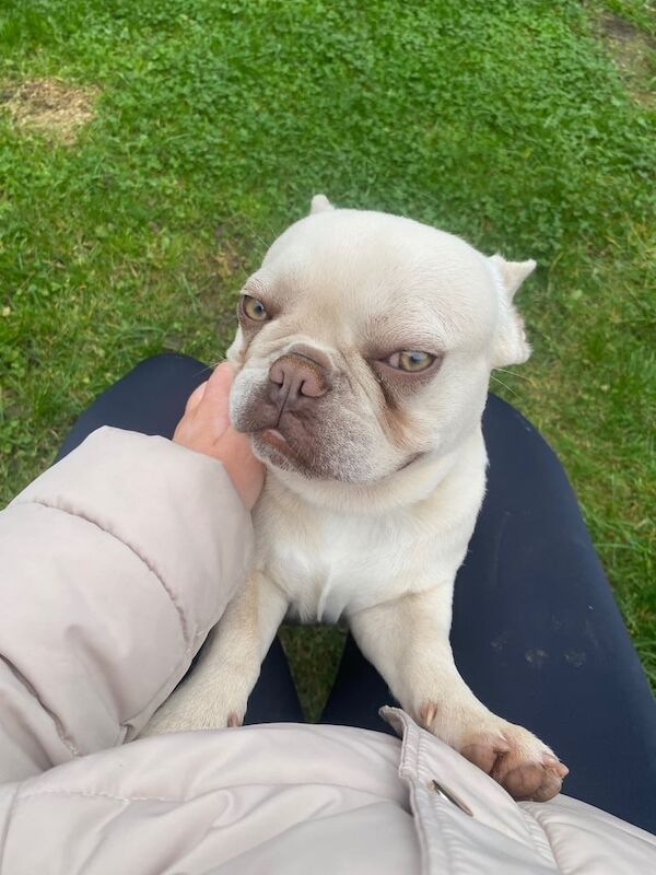 Franko the frenchy - Image 6 of 6