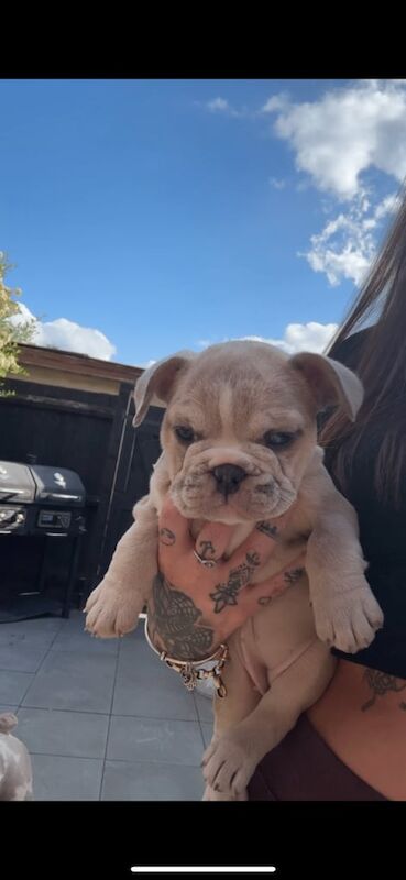 Freelance bulldogs for sale in Kingshurst, West Midlands