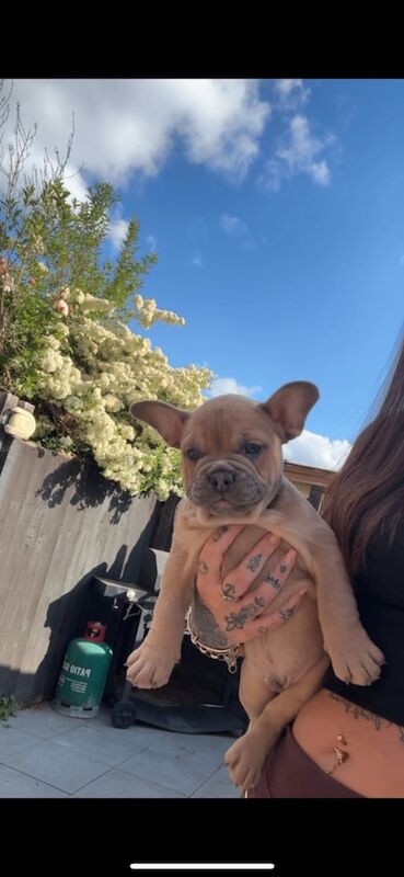 French Bulldog puppies for sale in Kingshurst, West Midlands – KC registered, 9 months old - Image 2 of 3