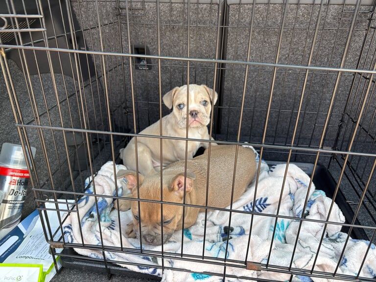 French Bulldog puppies for sale in Kingshurst, West Midlands – KC registered, 9 months old - Image 3 of 3