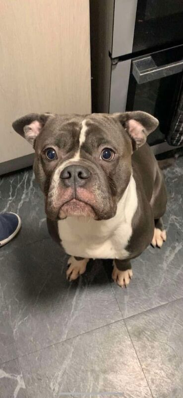 French and english bulldog - Image 2 of 2