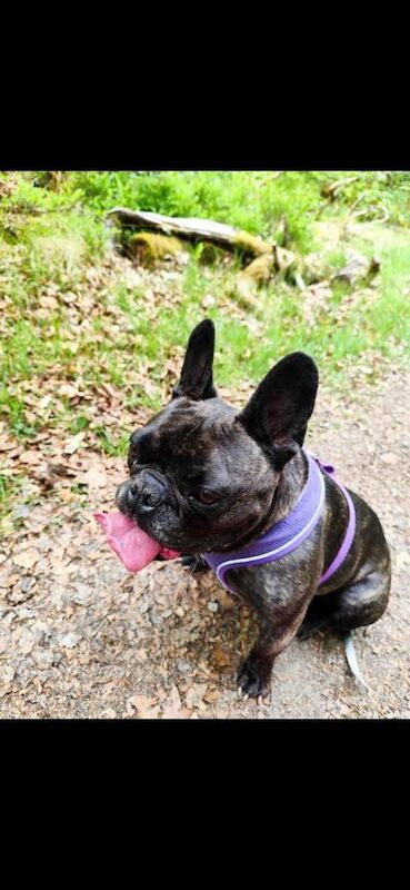 French Bulldog puppies for sale in Aberdeen, City of Aberdeen – 8 years old