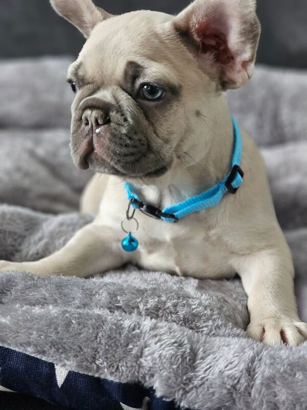 French buldog puppies - Image 2 of 4