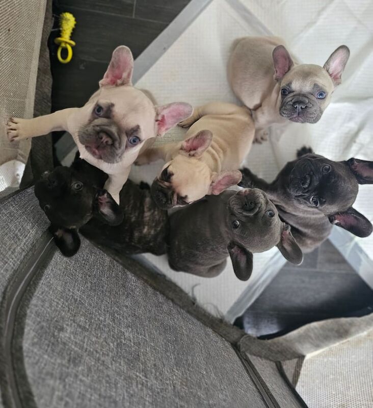 French buldog puppies - Image 3 of 4
