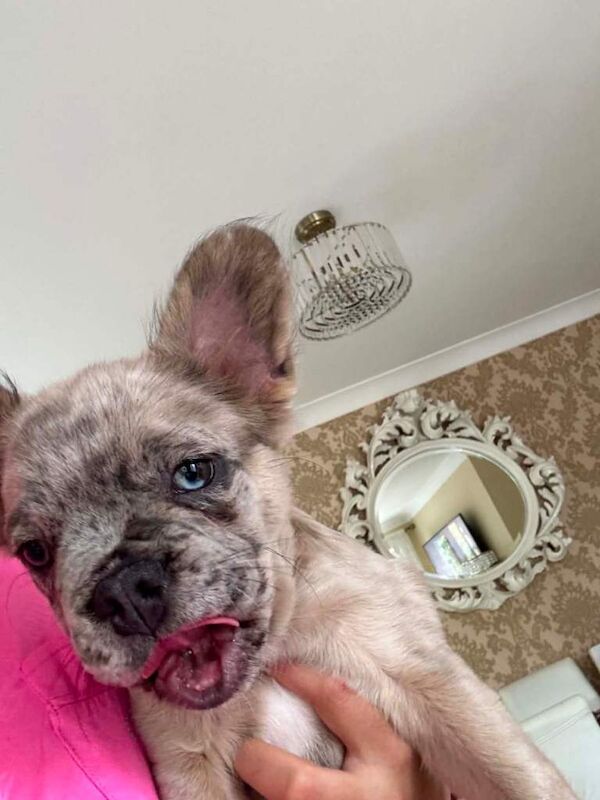 French Buldog Puppy