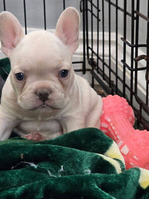 Frenchie Puppies For Sale