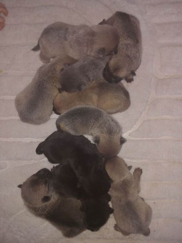 French Bulldog Puppies For Sale Under £1,000