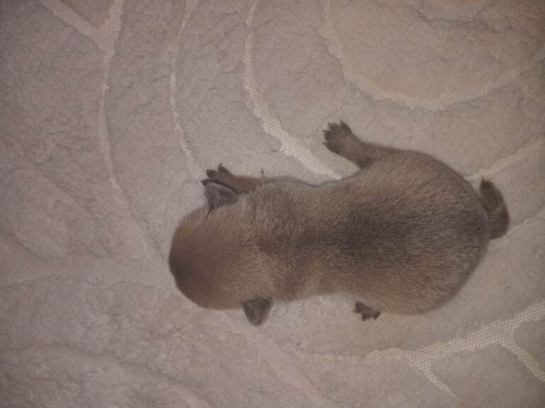 French bull corss chow chow - Image 2 of 6