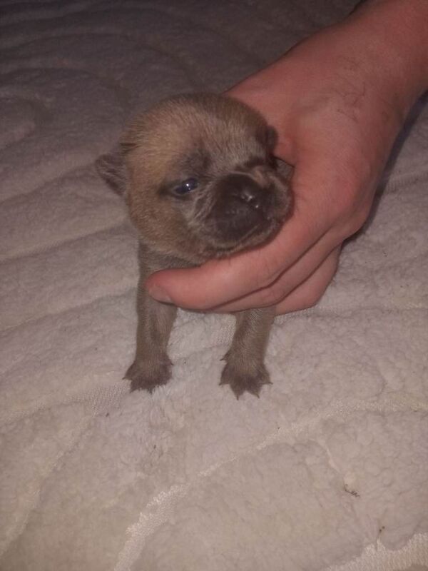 French bull corss chow chow - Image 3 of 6