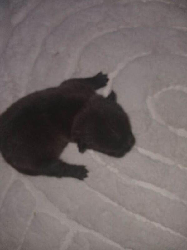 French bull corss chow chow - Image 4 of 6