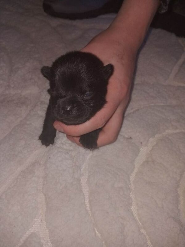 French bull corss chow chow - Image 5 of 6