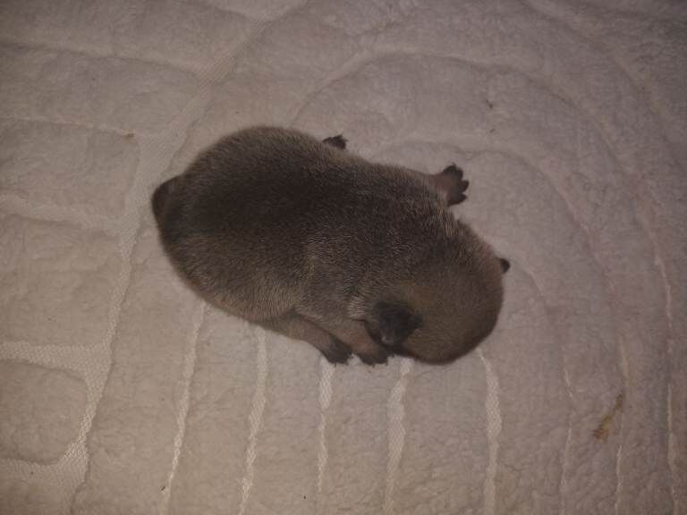 French bull corss chow chow - Image 6 of 6