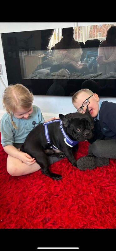 French Bulldog Puppies For Sale Under £1,000