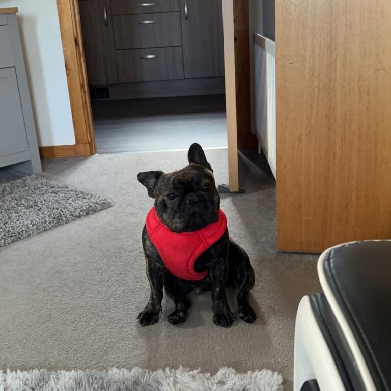 French Bulldog puppies for sale in Aberdeen, City of Aberdeen – 3 years old