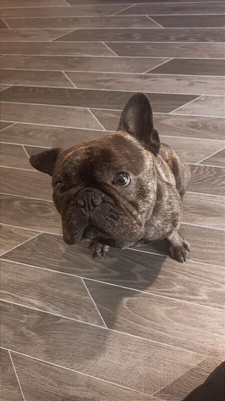 French Bulldog puppies for sale in Aberdeen, City of Aberdeen – 3 years old - Image 2 of 3