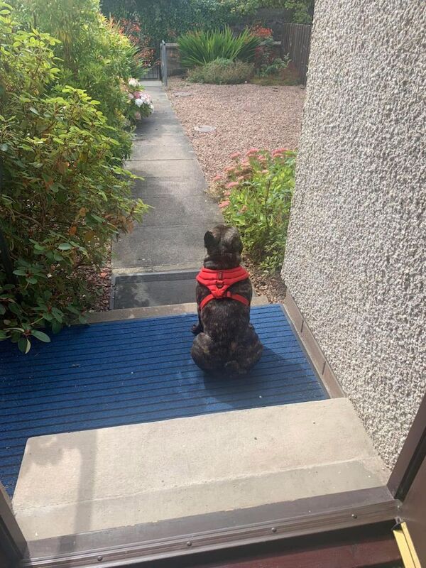 French Bulldog puppies for sale in Aberdeen, City of Aberdeen – 3 years old - Image 3 of 3