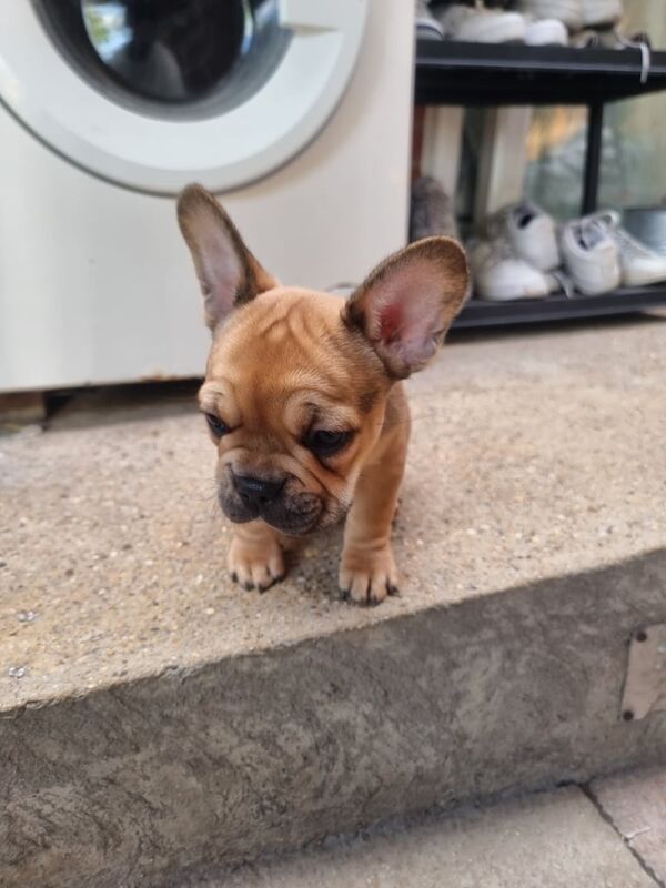 French Bull Dog for sale in Edmonton, Greater London