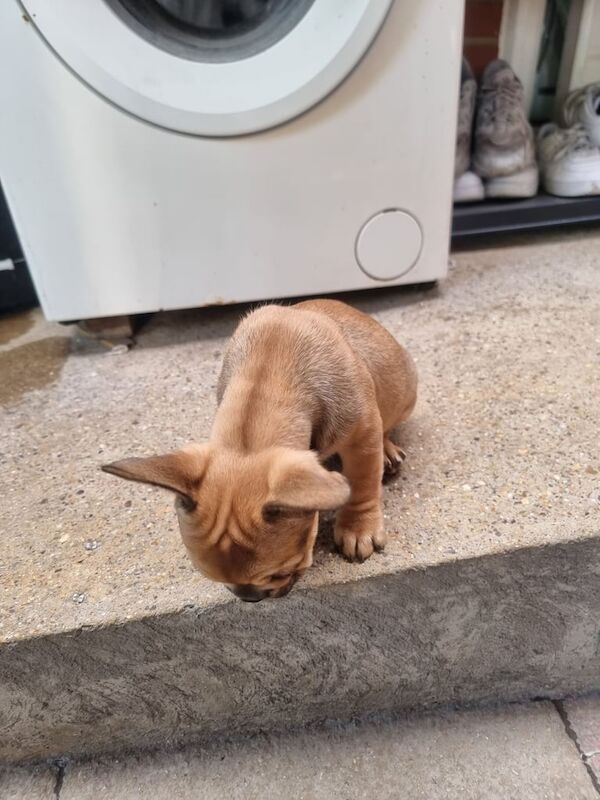 French Bull Dog for sale in Edmonton, Greater London - Image 3