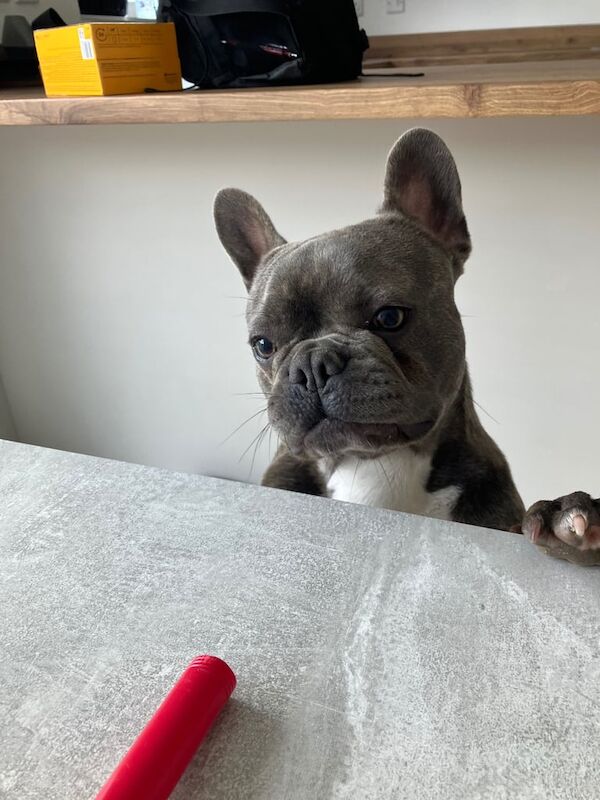 French bull dog for sale in Liverpool, Merseyside