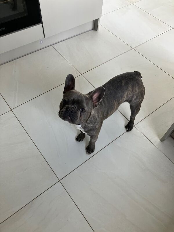 French bull dog for sale in Liverpool, Merseyside | Image 3