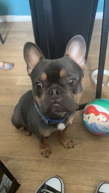 French Bulldog puppies for sale in Manor House, Greater London – 1 year old