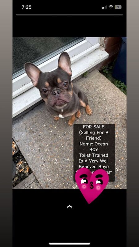 French Bulldog puppies for sale in Manor House, Greater London – 1 year old - Image 2 of 2