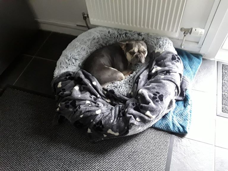 French Bulldog puppies for sale in Falkirk, Stirling and Falkirk – 2 years old