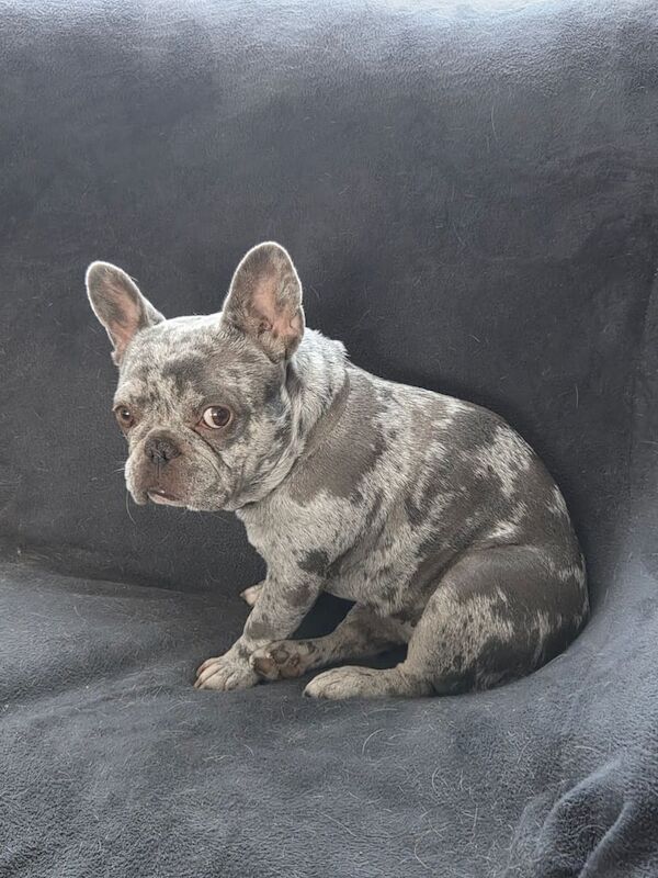 French Bulldog puppies for sale in Sandwell, West Midlands – 9 months old