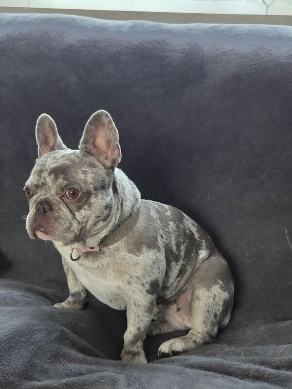 French Bulldog puppies for sale in Sandwell, West Midlands – 9 months old - Image 2 of 3