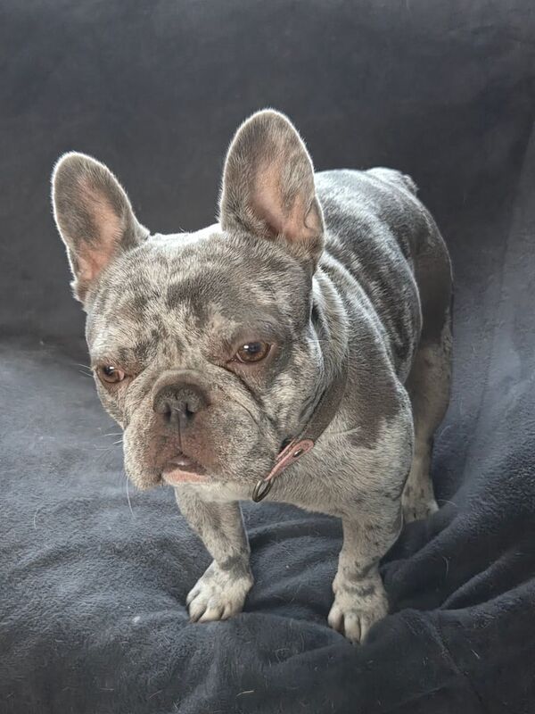 French Bulldog puppies for sale in Sandwell, West Midlands – 9 months old - Image 3 of 3
