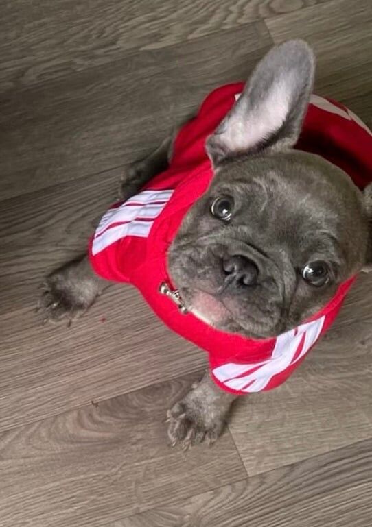 French Bulldog puppies for sale in Uxbridge, Greater London – 4 years old