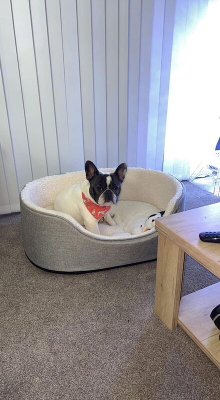 French Bulldog puppies for sale in Newtownabbey, County Antrim – KC registered, 5 years old - Image 2 of 3