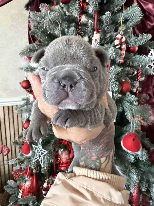 French bull dog - Image 2 of 6