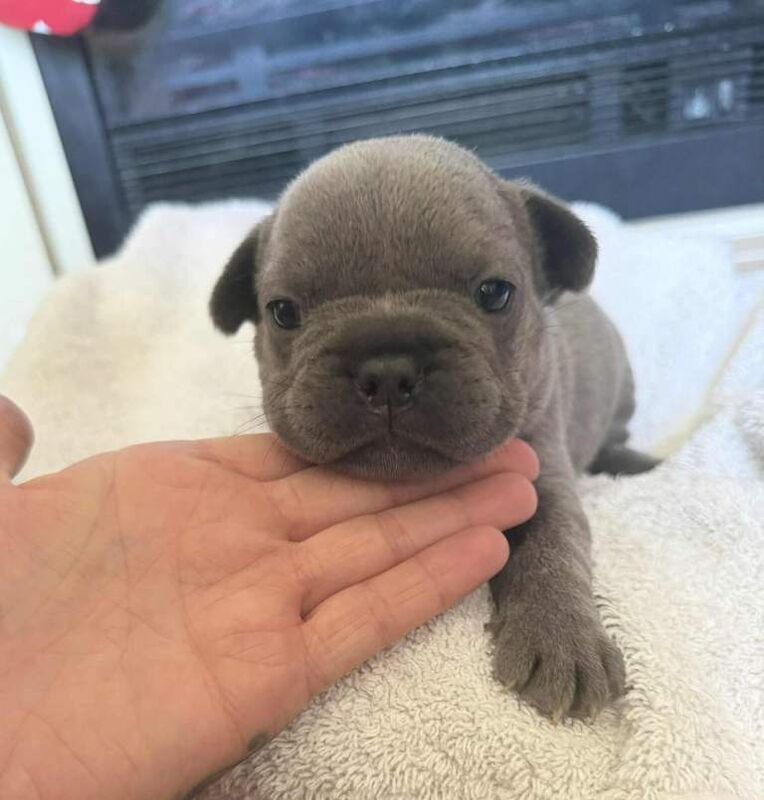 French bull dog - Image 3 of 6