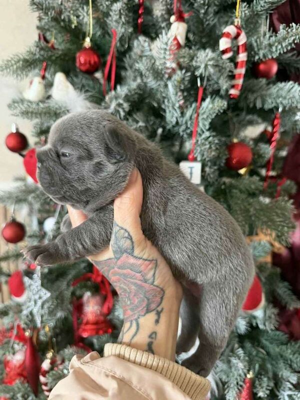 French bull dog - Image 4 of 6