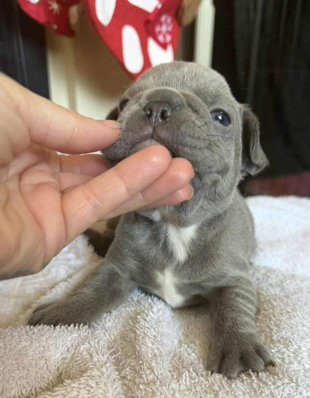 French bull dog - Image 5 of 6