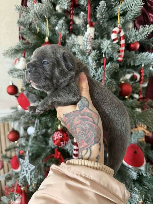 French bull dog - Image 6 of 6