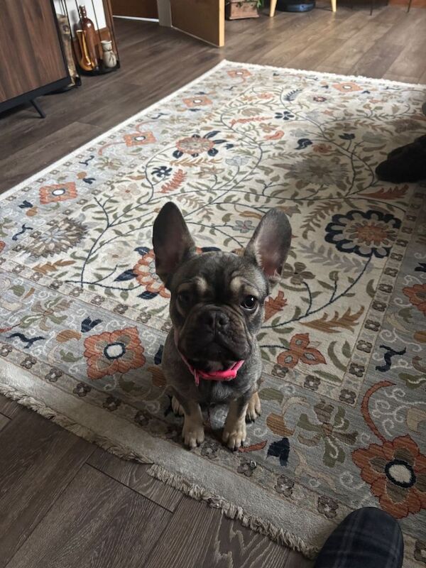 French Bulldog Puppies For Sale Under £1,000