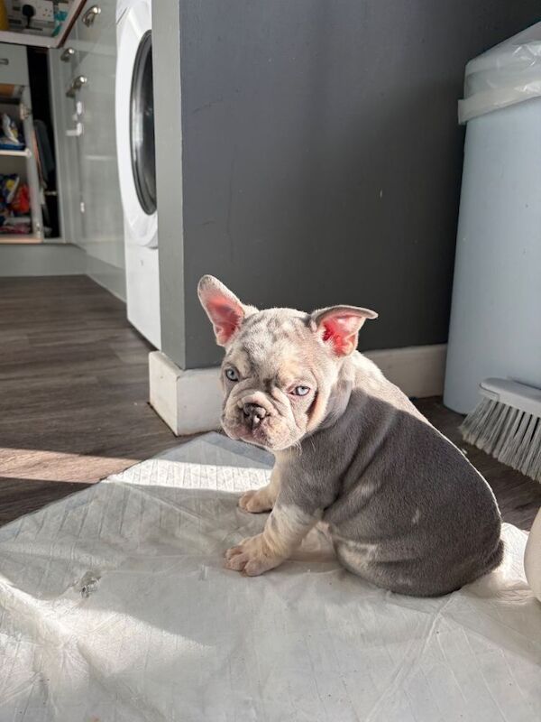 Kennel Club Registered French Bulldog Puppies For Sale