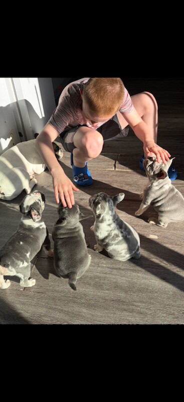 French bull dog - Image 2 of 3
