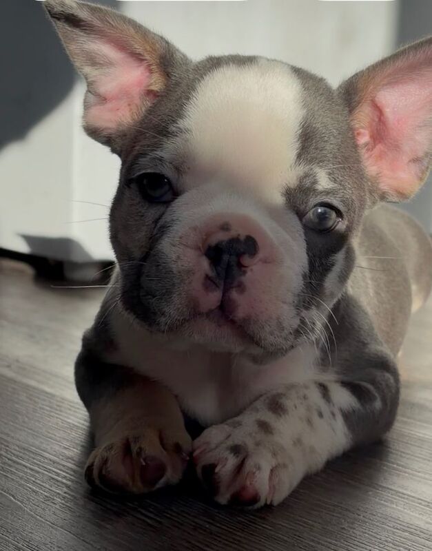 French bull dog - Image 3 of 3