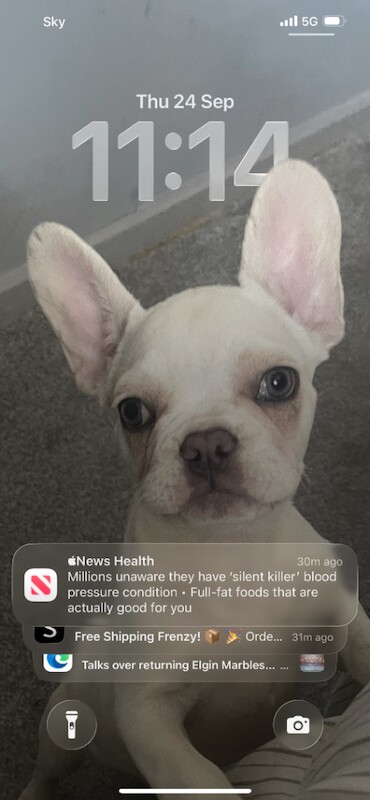 French bull dog