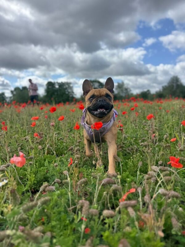 French Bulldog puppies for sale in Retford, Nottinghamshire – 4 years old