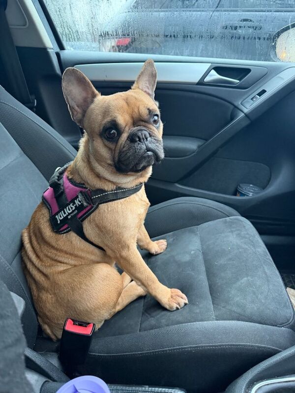 French bull dog cross - Image 2 of 6